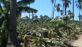 Un rancho platanero, arrasado por 'Patricia' (Video)