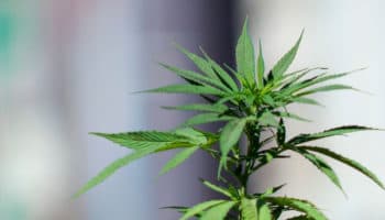 Senado puede hacer un avance si elimina el delito de posesión simple de mariguana: Hernández Tinajero | Entérate