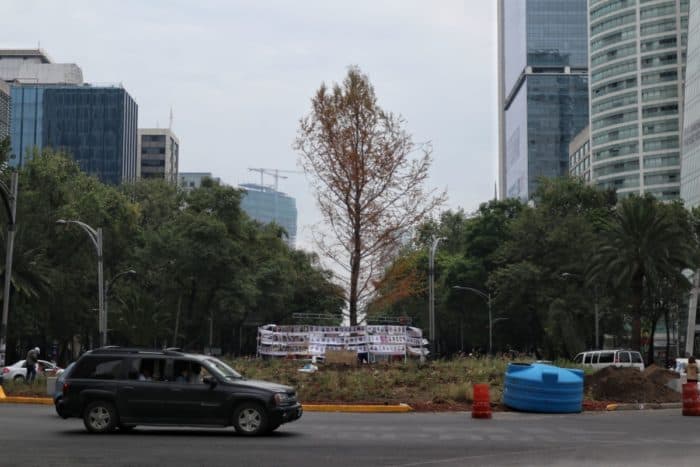 Ahuehuete de Reforma no está muerto, está en "adaptación", afirman