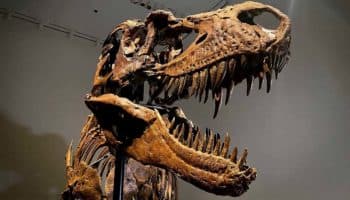 Esqueleto de Gorgosaurio fue vendido en 6.1 millones de dólares | Video