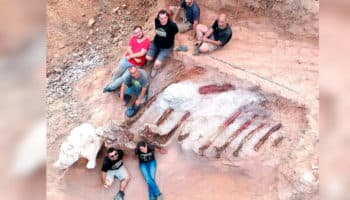 Descubren gran dinosaurio de cuello largo; probablemente uno de los más grandes encontrados hasta la fecha