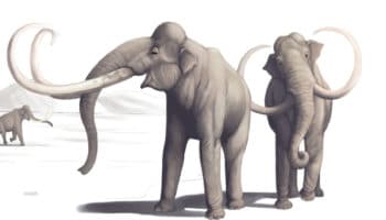 Fósiles de mamut hallados en Nuevo México sugieren que los humanos llegaron a América del Norte antes de lo que creemos