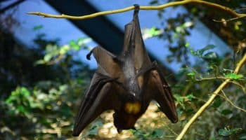 Preparan alta de niña de dos años que fue mordida por murciélago en Oaxaca