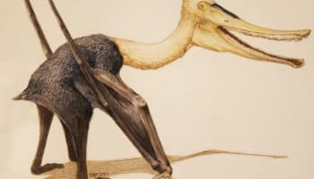 Hallan en Alemania fósil volador con “boca de ballena”; paleontólogo mexicano colaboró en investigación