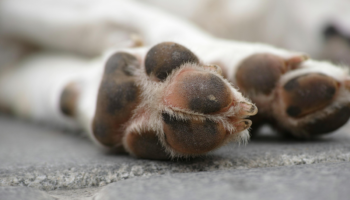 Yucatán: Condena a primera persona por crueldad animal