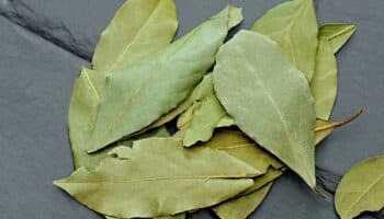 ¿Qué beneficios tiene el laurel en la salud?