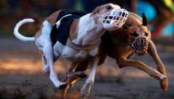 Prohibirán carreras de galgos por el daño a los perros | Video