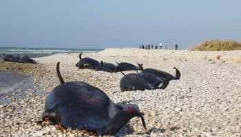 Hallan más de 100 delfines muertos en la costa somalí; la causa es un misterio