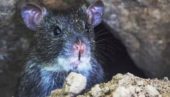 Las ratas anticipan la ubicación de posibles amenazas ya conocidas, señala estudio