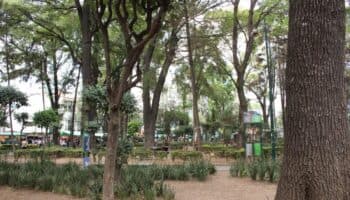 27 ciudades y alcaldías de México son reconocidas como 'Ciudades Árbol del Mundo 2024'