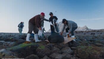 Al rescate de los lobos marinos en Isla San Jorge