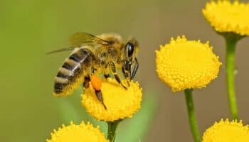 ¿Por qué los insectos están en declive global?