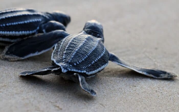 Veinte millones de tortugas marinas nacen con programa de conservación en Caribe mexicano