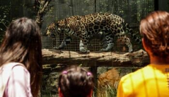 Zoológicos latinos exigen fin del tráfico ilegal de fauna: 90% de animales muere en el traslado