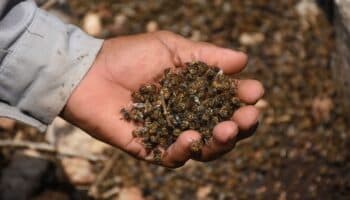 La muerte masiva de abejas es un indicador del daño que se está haciendo al ecosistema: Especialistas