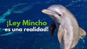 México hace historia con Ley Mincho: El fin a la explotación de delfines y mamíferos marinos