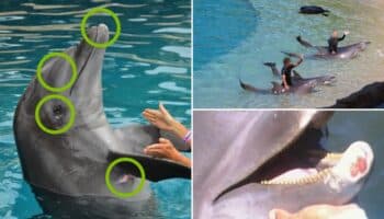 Un escándalo que derivó en la Ley Mincho: Animal Heroes | Video