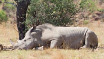 Después de casi un siglo el rinoceronte blanco regresa a Zimbabue