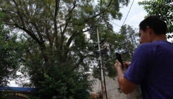 ¿Tu barrio tiene un árbol legendario? SEDEMA quiere conocerlo