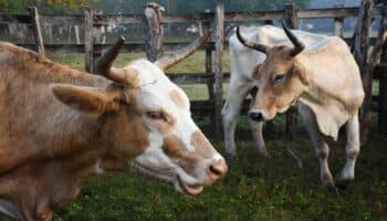 EU autoriza el uso de emergencia de fármacos veterinarios contra el gusano barrenador