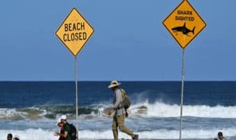 Muere surfista al ser mordido por un tiburón en Sídney | Video