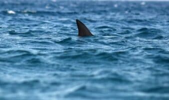 Prohibido el comercio mundial de mantarraya, tiburón ballena y tiburón oceánico