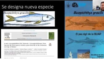 Encuentran pez prehistórico en Puebla, lo identifican como nueva especie