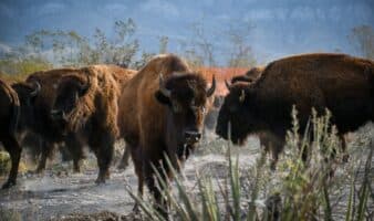 Reintroducción del Bisonte en Cuatro Ciénegas: Un Proyecto Histórico para la Conservación