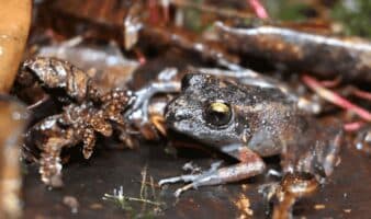 Corazón del bosque: comunidades descubren una nueva especie de rana amenazada en Perú