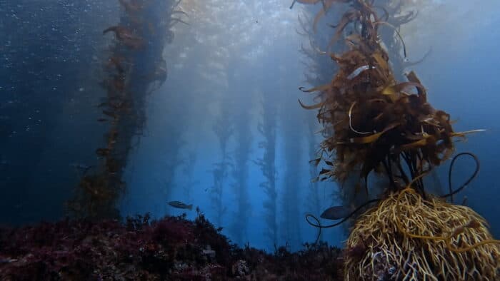 ¿Sabías que los bosques submarinos en México son nuestros aliados contra el cambio climático?