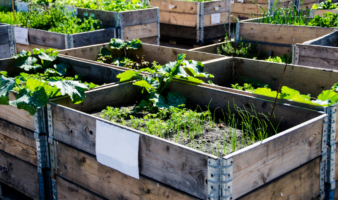 ¿Cómo cultivo un huerto de semillas y los germinados?