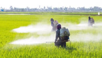 ONU insta a México a contar con leyes de sustancias químicas y plaguicidas peligrosos