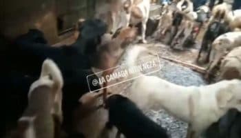 Posible matadero de perros clandestino en Edomex es investigado