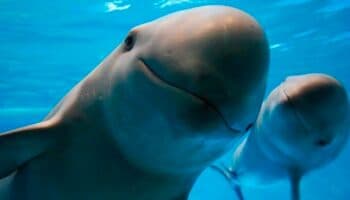 Biden amenaza con sanciones a México por la vaquita marina y la totoaba