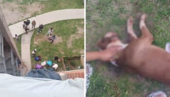 Más maltrato animal en Puebla: abandonan a perro en cuarto piso y cae hasta su muerte