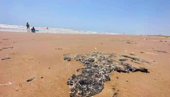 Reportan efectos del derrame petrolero en playas de Tabasco, Tamaulipas y Veracruz