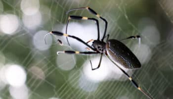 Animales que tejen #Niñonautas con Kirén Miret