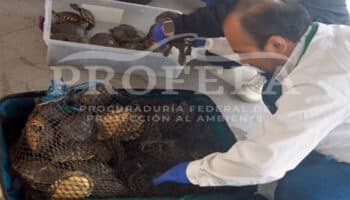 Profepa asegura 261 animales silvestres ocultos en maletas de viaje