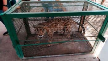 Jaguar con discapacidad visual fue rescatado en Sinaloa