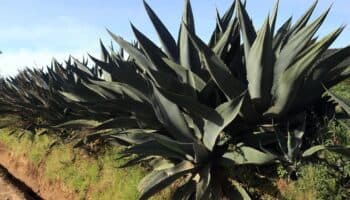 Tequila rosado con jamaica: la innovación mexicana que da vuelta al mundo