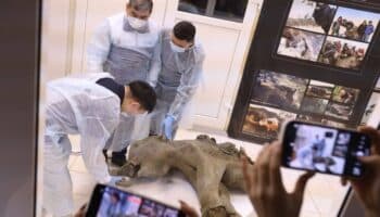 Universidad rusa presenta bebé mamut excepcionalmente conservado