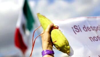 Sheinbaum aboga por proteger el maíz criollo y prohibir el transgénico en México