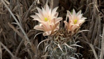 Uno más para la riqueza mexicana: biznaga espinas de pasto en Chihuahua | Artículo de Carlos Galindo