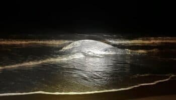 Ballena jorobada muere atrapada en una red de pesca en playa de Mazatlán