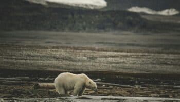 Biodiversidad: tenemos que hacer las paces con las demás especies | Por ABC México