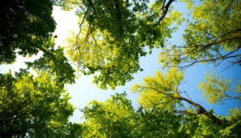 México tiene el 12 % de la biodiversidad mundial; ‘no somos dueños, somos parte’: especialistas