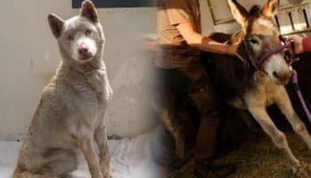 Videos y fotos | Perros, cabras, ovejas, burros, gatos, conejos… las otras víctimas por los incendios en Los Ángeles