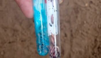 México suma 135 casos de gusano barrenador en humanos