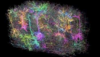 Crean el primer mapa tridimensional de una parte del cerebro de un mamífero