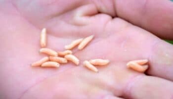 México registra 118 casos de gusano barrenador en una semana